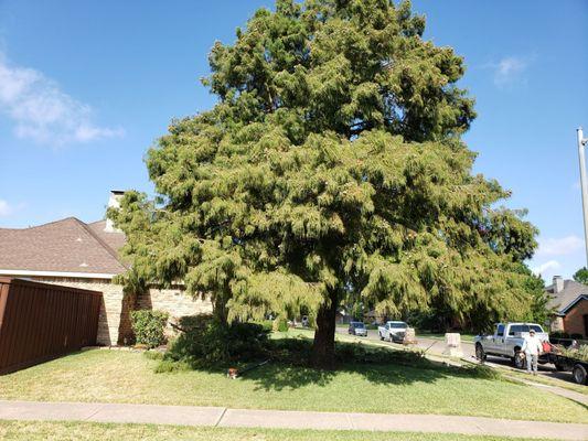 Tree trimmed and lift.