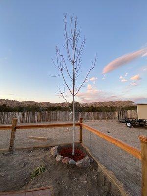 Santa Fe Tree Farm