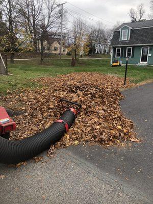 Leaf clean up