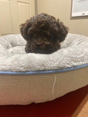 Toy poodle