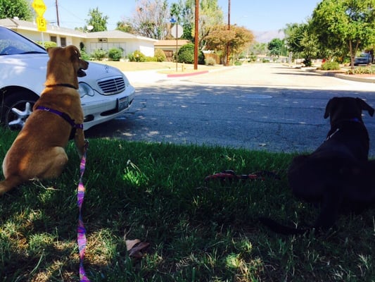 Taking a quick break in the cold grass on our walk today. Watching the cars go by.