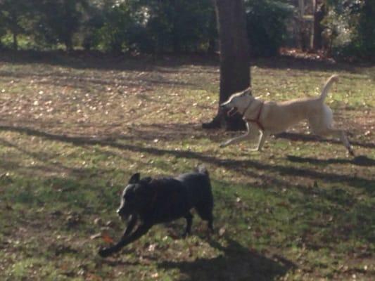 Dakota running with my cousin's dog this past Christmas (thanks to Dr. Bernard:)