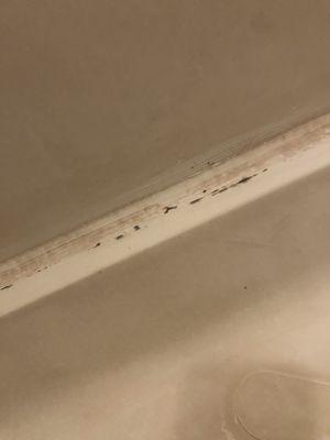 Mold in my shower