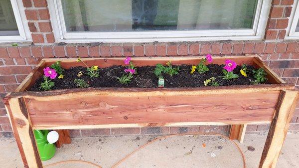 Fresh cut cedar flower planter.