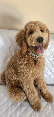 My happy goldendoodle (one week post groom)