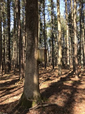 Bird houses throughout the trails.