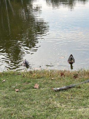 Ducks in the trashy water.