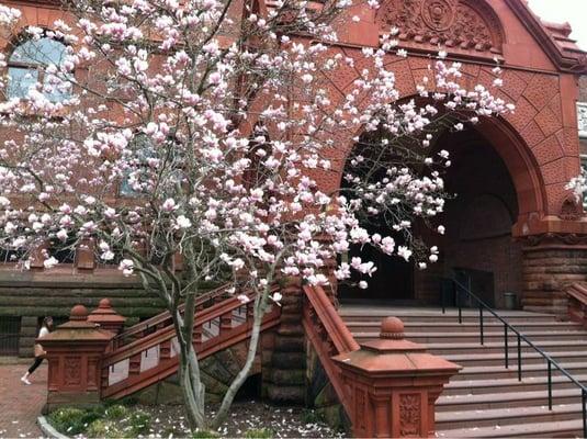 Here is a photo of the Furness Library building when the trees are blooming in Springtime. This is truly a magical spot!