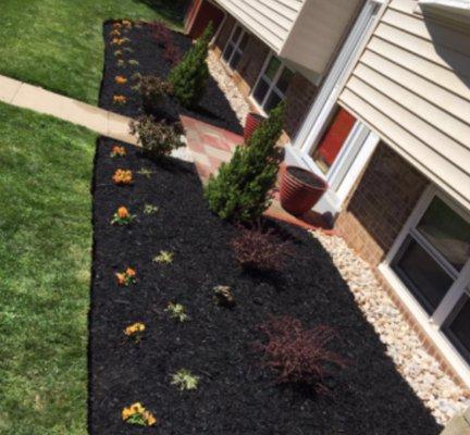 Beautiful mulching service provided, this one you can see Black mulch was used. We offer many different types of mulch!