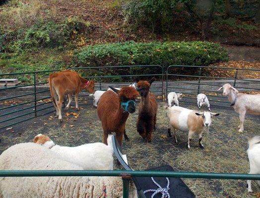 Jack's Petting & Pony Farm