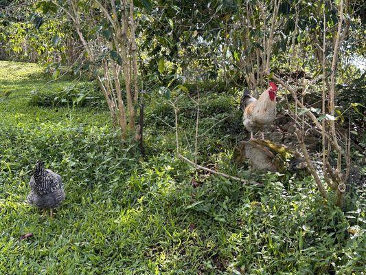 Old Hawaiian Coffee Farm