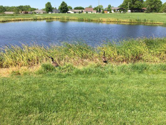 One of the couple of ponds you can run/walk/bicycle by.  Complete with geese.