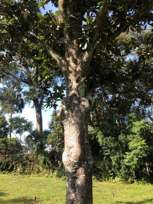 My Mom is buried under this Magnolia tree.