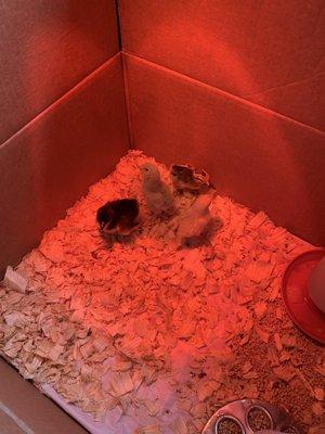 4 Bantam Chicks added to the farm. They're only 2 days old!