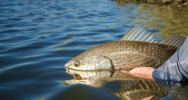 Fly fishing in Louisiana