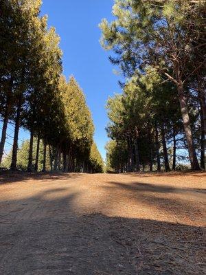 Road at the St. Francis location