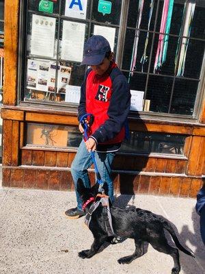 Walking a beautiful baby German Shepherd, 3 months old. Her name is Molly!