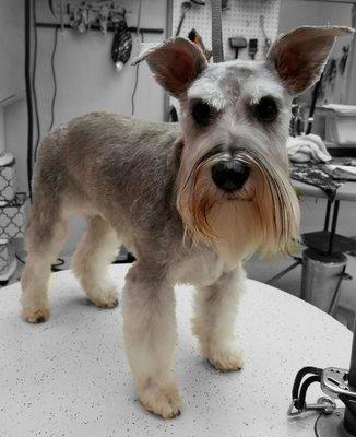 Pearl with a short Schnauzer trim