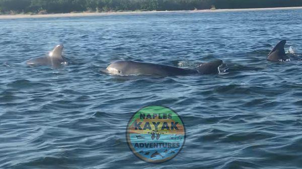 Looks who's curious! Our dolphin friends at Naples Kayak Adventures!