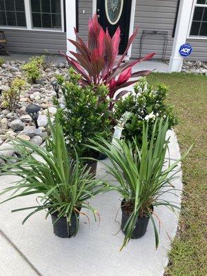 My new plants from Discount Landscape Supply!