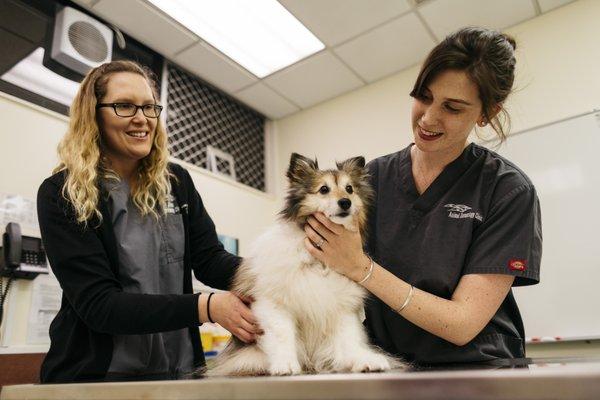 Southeast Veterinary Dermatology & Ear Clinic