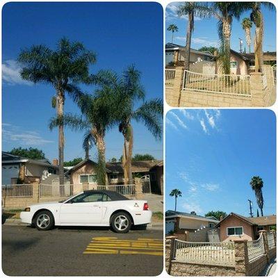 Palm Tree Removal- Work Done; Cut Down 3 Palm Tree's, 3 Stump Removal's ( Grinded Stumps). Get your Free Estimates, Call 626-391-8778.