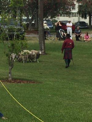 Celtic festival sheep herding