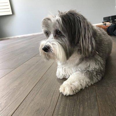 Wood-like tile flooring installation from First Choice Tiling. (Cute dog not included.) :)