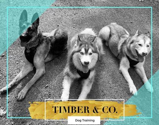 Timber And Dog Training