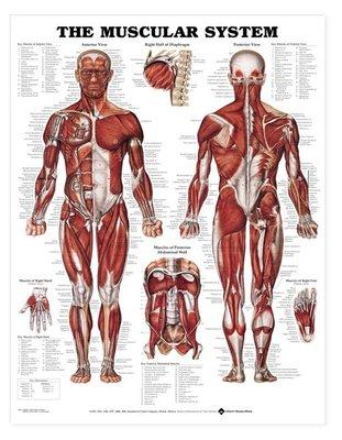 Most pain is referred. That means the area where you feel pain may not be where it originates from.