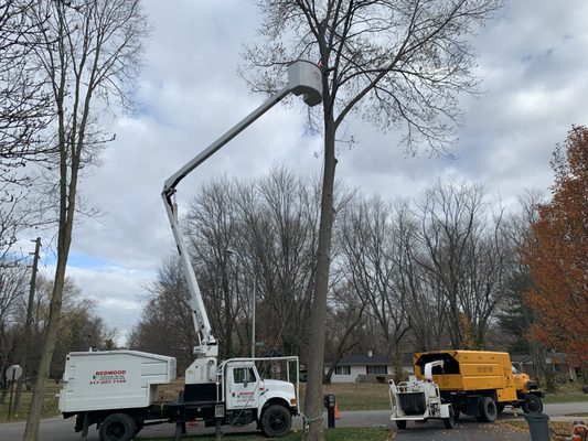 Tree removal