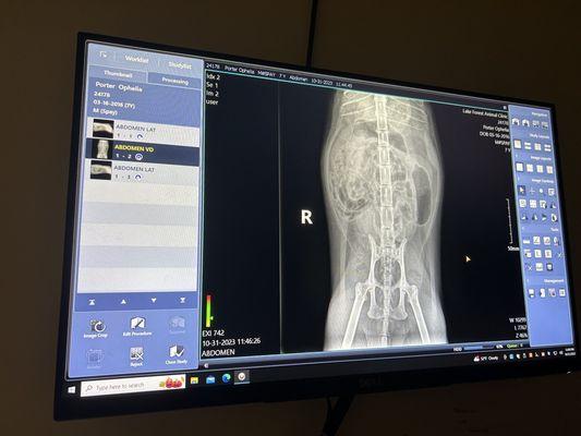 The correctly done x ray, 5 days later by another vet - showing her intestines in proper placement.