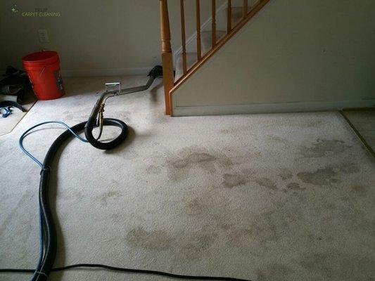 Carpet Stain Removal