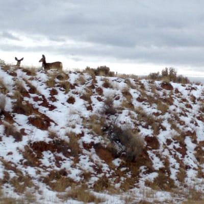 Deer crossing quite often at Monticello, UT