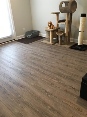 Cortex Floors in basement