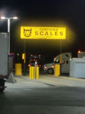 Cat Scale