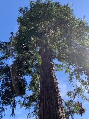 Redwood tree