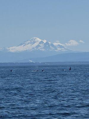 Orca family