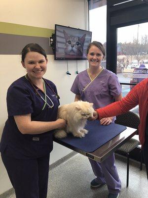 Our first feline patient at the Cat Clinic