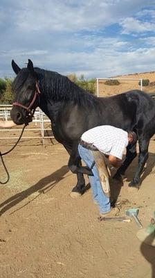 Works on big horses