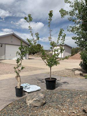 Seufer Tree Farm