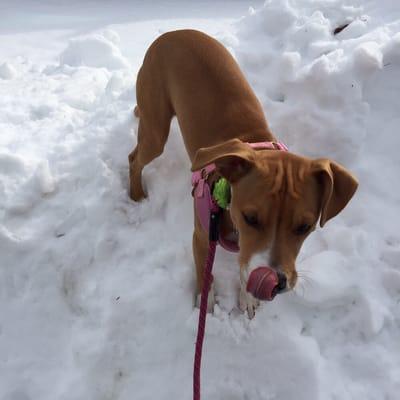 Lily loving the snowy walk