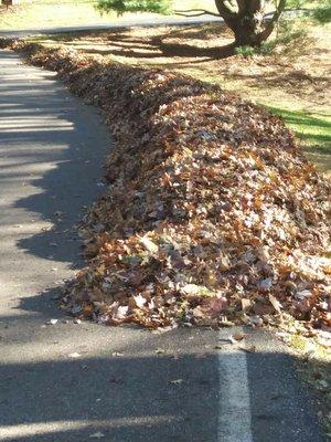 Windrow of leaves