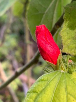 Flowering plant, a bit of unfurling red.