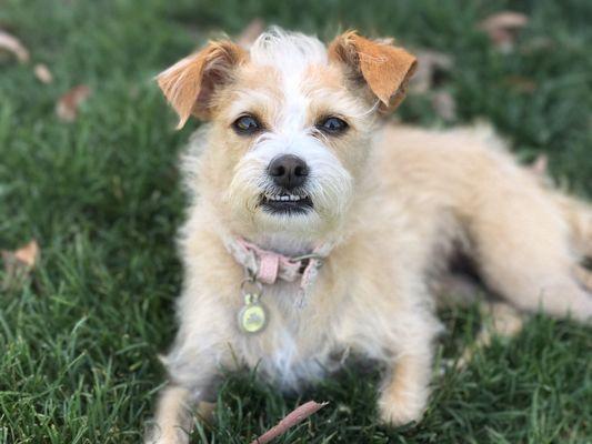 Madi, chillin at the dog park.