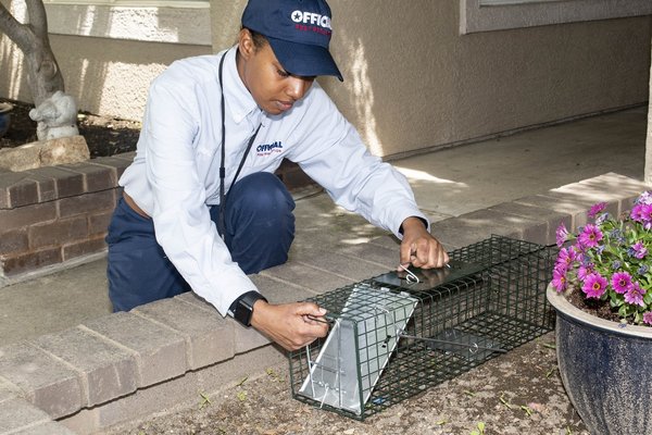 Mice & Rat Trapping, Monitoring, Removal