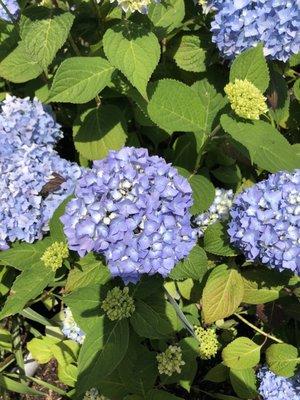 Hydrangea