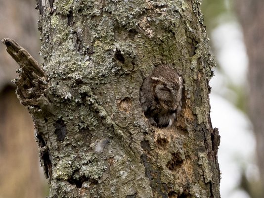 Eastern Screech Owl getting a nap - was visible from the road!