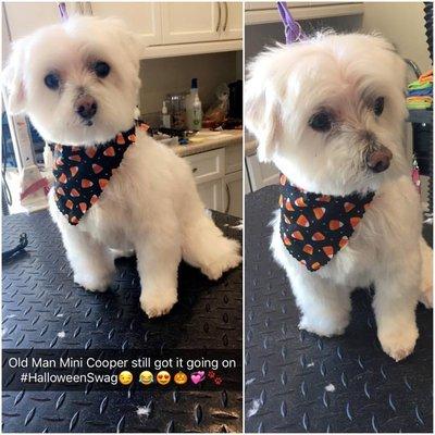 My Cooper on the grooming table at North Hills Animal Hospital. Malia does a terrific job! Sends me the cutest photos.