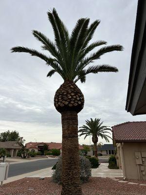 How wonderful a pineapple palm can be when done correctly.